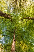 Lush green beech tree canopies from below