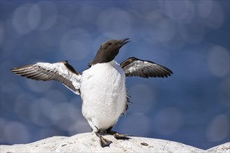 Common guillemot (Uria aalge), adult bird flinging water from its beak and flapping its wings,
