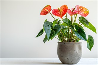 A captivating display of red Anthurium flowers in a textured pot, contrasting with a minimalist