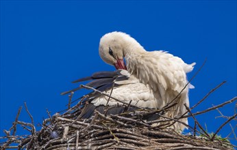 Stork (ciconia) in the nest on the roof of the town hall, Tangermuende, Saxony-Anhalt, Germany,