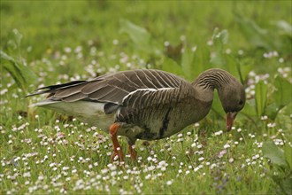 Greylag goose (Anser anser), flower meadow
