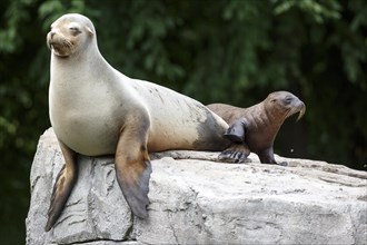California sea lion (Zalophus californianus), A sea lion rests on a rock next to a resting pup