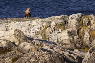 White-tailed eagle (Haliaeetus albicilla), adult bird sitting on a lichen-covered rock, Varanger,