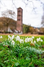 Snowdrops in the foreground with a blurred tower in the background, Hirsau Monastery, Calw, Black