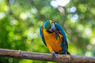 Portrait of a parrot. Beautiful shot of the animals in the forest on Guadeloupe, Caribbean, French