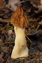 Cap morel Fruit bodies with light brown weblike caps and whitish stalk in soil