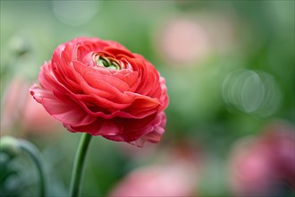 Ingle red Ranunculus flower on blurry background with copy space. KI generiert, generiert, AI