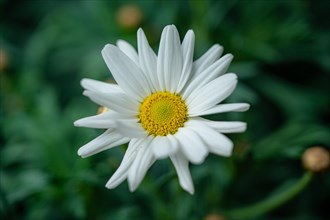 The white flower with the yellow pistil of a marguerite (Leucanthemum), Jena, Thuringia, Germany,