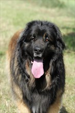Leonberger dog, portrait of an attentive dog with thick fur in the sunlight, Leonberger dog,