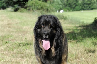 Leonberger Hund, A black and brown dog looks into the distance, surrounded by green nature,