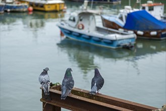 Pigeons, boats, boat harbour, Folkestone, Kent, Great Britain