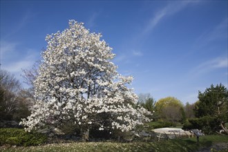 Magnolia loebneri tree with white flower blossoms in full bloom in Japanese garden in spring,