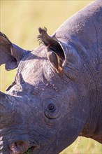 Close up at a Black rhinoceros (Diceros bicornis) with a Yellow-billed oxpecker (Buphagus