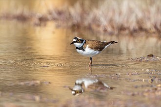Little ringed plover (Charadrius dubius) walking in a water puddle with reflections