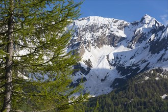 Snow-capped mountain and a tree