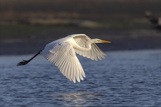 Great egret (Egretta alba), flying over a draining fish pond in search of food, Lusatia, Saxony,