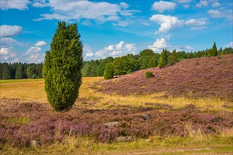 Single juniper rises from a hilly heath landscape under a blue sky with white clouds, purple
