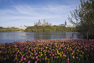 Bed of pink and yellow Tulipa, Tulips plus Chateau Laurier and Canadian Parliament buildings across