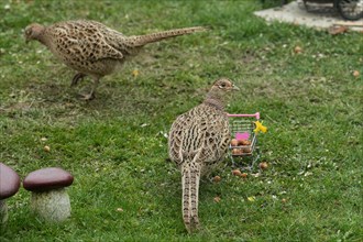 Pheasant two females standing in green grass next to shopping trolley different sightings