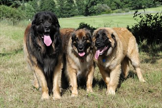 Leonberger dogs, Three Leonberger dogs sitting relaxed next to each other on a meadow, Leonberger
