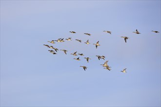 Gadwall (Anas strepera) and wigeon (Anas penelope), small flock in flight, Laanemaa, Estonia,