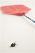 Close-up of dead swatted Musca domestica, Common House Fly next to red plastic fly swatter on white