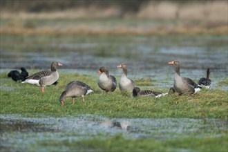Greylag geese (Anser anser), greylag geese looking for food on a flooded meadow, Barnbruchswiesen