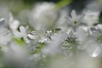 Enchanting wood anemones, spring, Germany, Europe