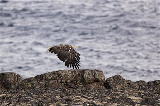 White-tailed eagle (Haliaeetus albicilla), adult bird flying over rocks, Varanger, Finnmark,