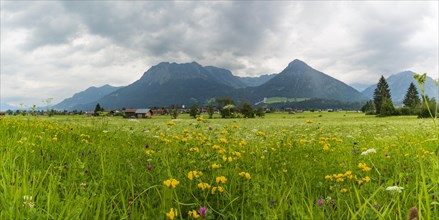 Alpine meadow, Lorettowiesen near Oberstdorf, Allgaeu Alps in the background, Allgaeu, Bavaria,
