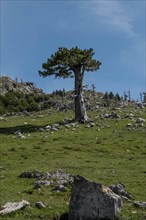Pollino national park, Pinus heldreichii, italy