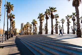 Promenade at the old harbour with palm trees in Barcelona, Spain, Europe