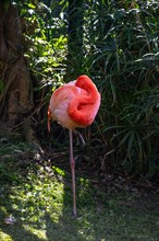 Portrait of a flamingo. Beautiful shot of the animals in the forest on Guadeloupe, Caribbean,