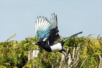 Magpie with open wings in front of garden hedge and blue sky flying off to the left