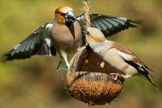 Hawfinch male and female with open wings sitting on food bowl fighting and facing each other