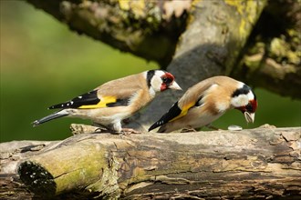 Goldfinch two birds with food in beak sitting on branch next to each other looking right