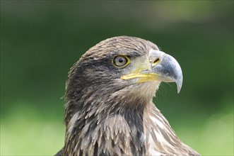Bald eagle (Haliaeetus Leucocephalus), Fuerstenfeld Monastery, close-up of an eagle with a yellow