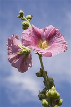 Close-up of pink Alcea rosea, Hollyhock flowers on a stalk and unopened buds against a cloudy blue