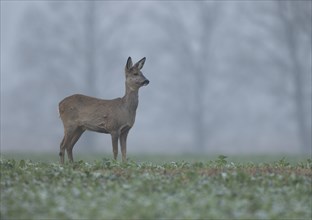 European roe deer (Capreolus capreolus) with winter coat standing in a field and looking