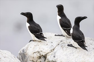 Razorbill (Alca torda), three adult birds on rock, Hornoya Island, Vardo, Varanger, Finnmark,