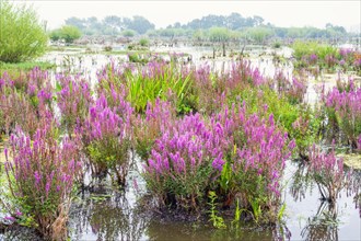 Purple loosestrife (Lythrum salicaria) in bloom at a flooded wetland