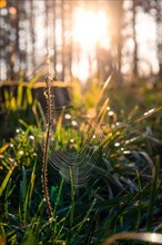A spider's web covered with dew glistens in the backlight of the sunset in the forest, Gechingen,