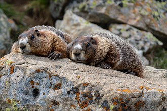 Pair of Marmots resting on stone rocks. KI generiert, generiert, AI generated