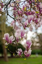 Close-up of pink tulip magnolia flowers (Magnolia x soulangiana) in springtime, Dessau, Germany,