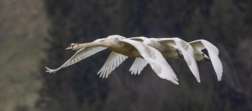 Mute swans (Cygnus olor) fly synchronously