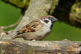 Tree sparrow with food in beak standing on tree trunk looking right