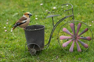 Male hawfinch standing on pot on bicycle in green grass on the right