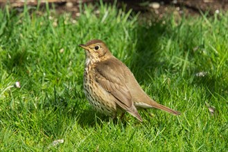 Song thrush standing in green grass looking left