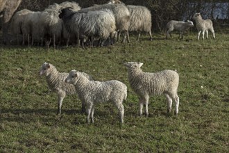 Moorland sheep, in front of their lambs (Ovis aries), on the pasture, Mecklenburg-Western