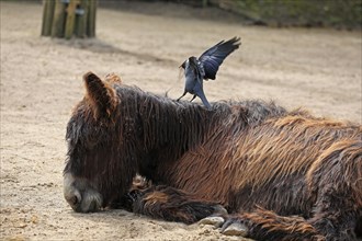 Western jackdaw (Corvus monedula), pulls tufts of hair from the donkey's back for nest building